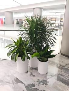 宁波鄞州绿化修剪选哪家？实用指南奉上！